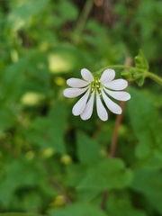 Stellaria chilensis