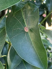 Leiobunum flavum