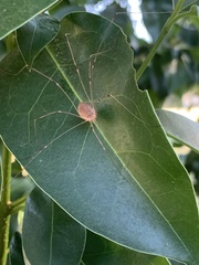 Leiobunum flavum