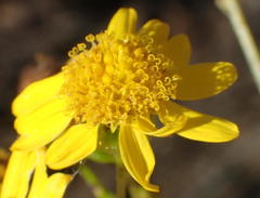 Senecio ilicifolius
