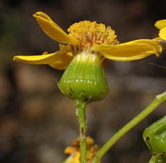 Senecio ilicifolius