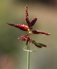 Cyperus usitatus