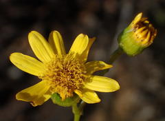 Senecio ilicifolius