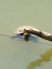 Trachemys scripta elegans