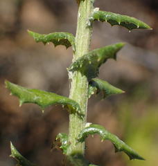 Senecio ilicifolius