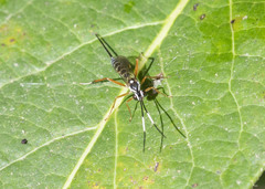 Sphelodon phoxopteridis