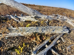 Potentilla fragiformis