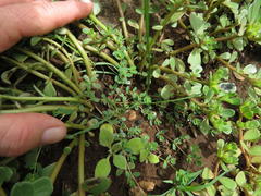 Euphorbia inaequilatera