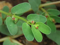 Euphorbia inaequilatera