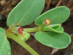 Euphorbia inaequilatera
