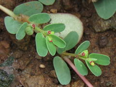 Euphorbia inaequilatera
