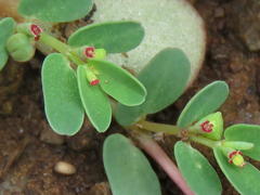 Euphorbia inaequilatera