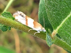 Eucosma youngi