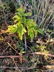Angelica gmelinii