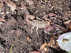 Pseudouroctonus santarita