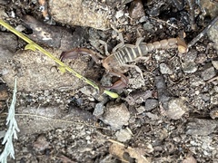 Pseudouroctonus santarita