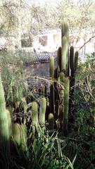 Trichocereus spachianus