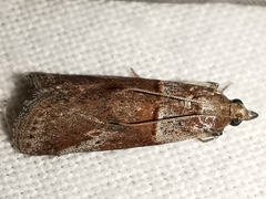 Acrobasis bithynella