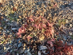 Potentilla fragiformis