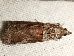 Acrobasis bithynella