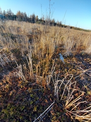 Juncus haenkei