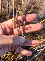 Juncus haenkei