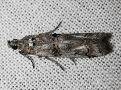 Pempelia palumbella