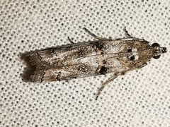 Pempelia palumbella