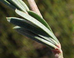 Indigofera flabellata