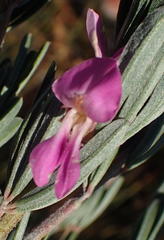 Indigofera flabellata