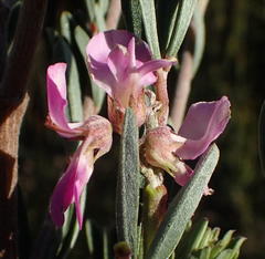 Indigofera flabellata