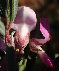 Indigofera flabellata