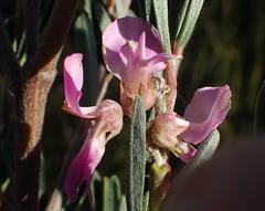 Indigofera flabellata