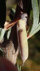Indigofera flabellata