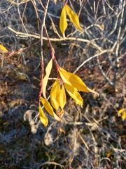 Salix udensis