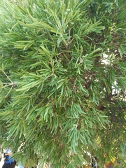 Forchhammeria watsonii