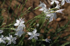 Dianthus mooiensis
