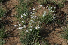Dianthus mooiensis