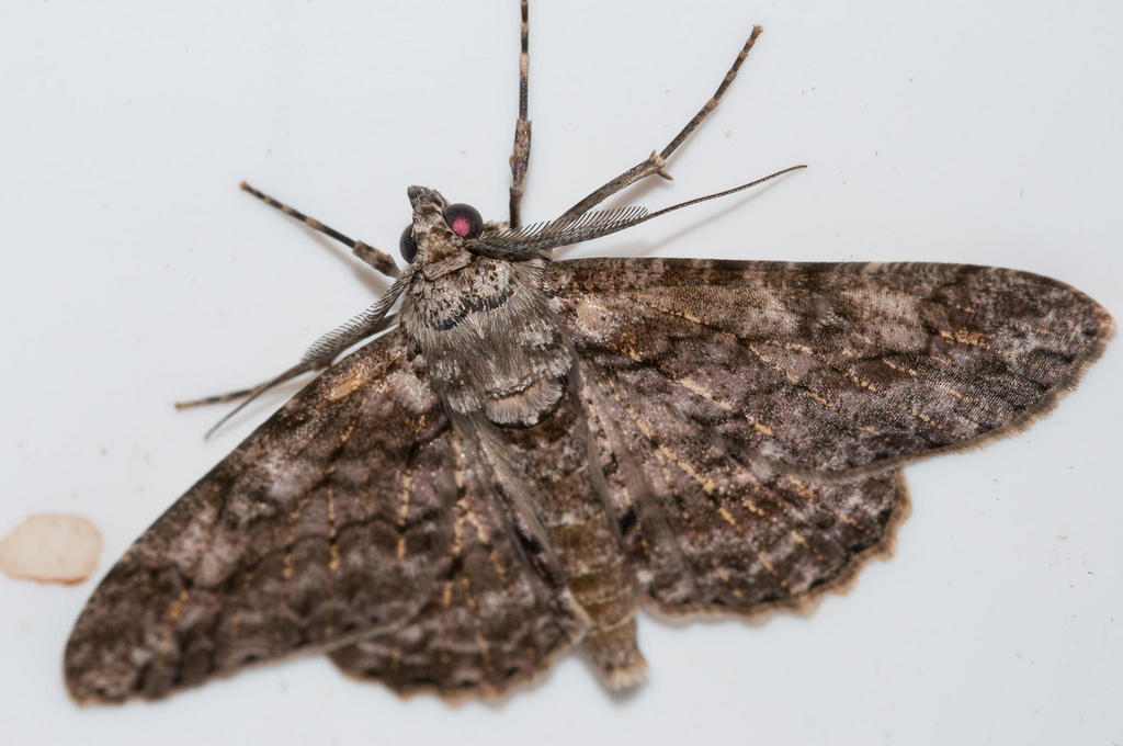 Cleora flavivenata