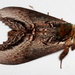 Hylaeora eucalypti - Photo (c) Victor W Fazio III,  זכויות יוצרים חלקיות (CC BY-NC), uploaded by Victor W Fazio III