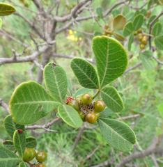 Searsia divaricata