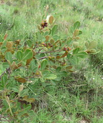 Searsia divaricata