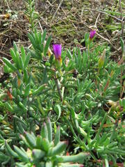 Lampranthus emarginatus