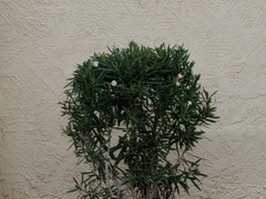 Nerium oleander