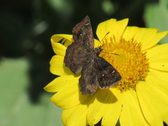 Staphylus hayhurstii