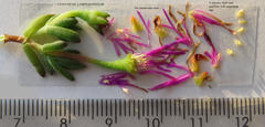 Lampranthus emarginatus