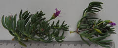 Lampranthus emarginatus