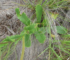 Senecio discodregeanus