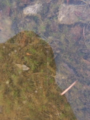 Ranunculus gmelinii