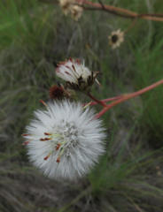 Senecio discodregeanus